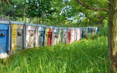 LA PRODUZIONE per l’APITERAPIA