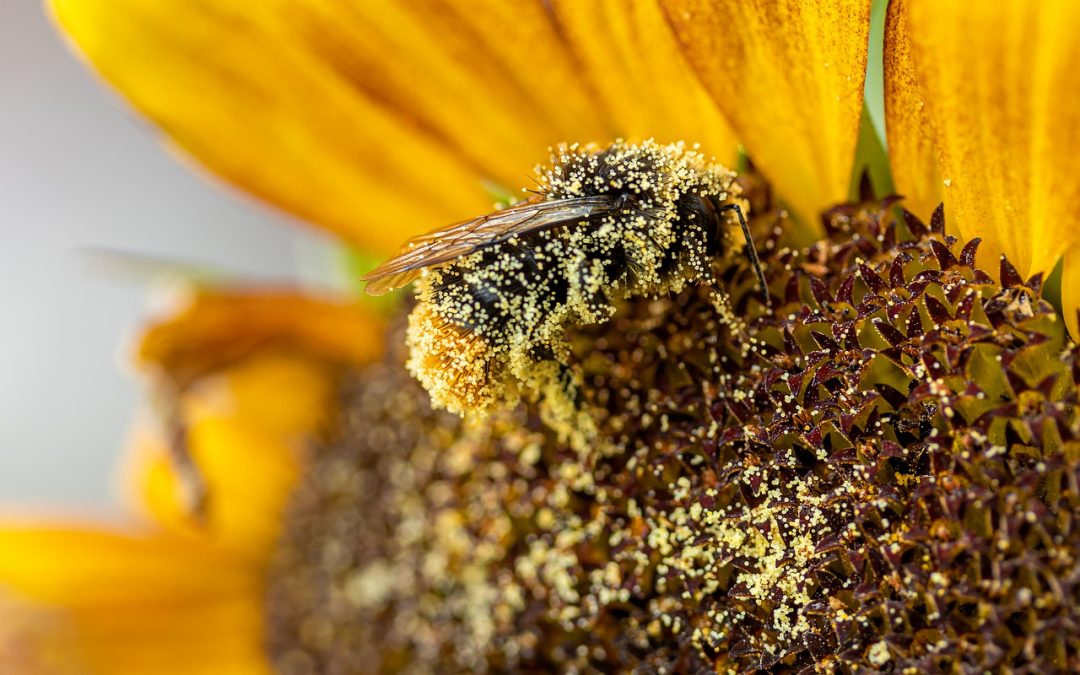 Il polline, un grande alleato per il benessere animale