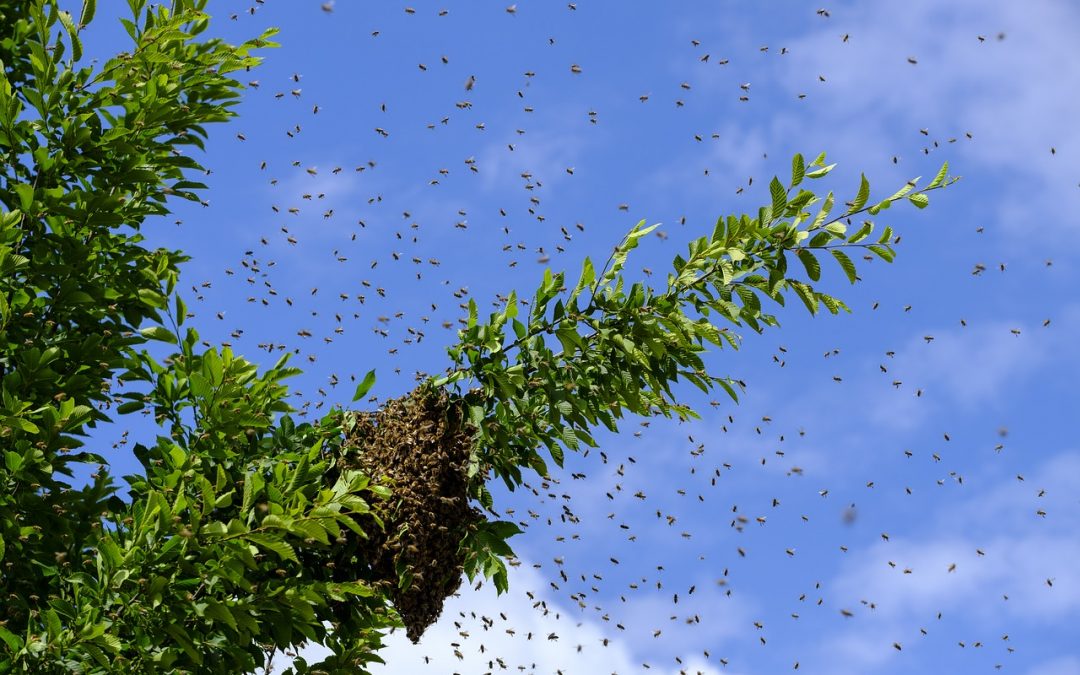 ANCHE LE API SI CURANO DA SOLE?