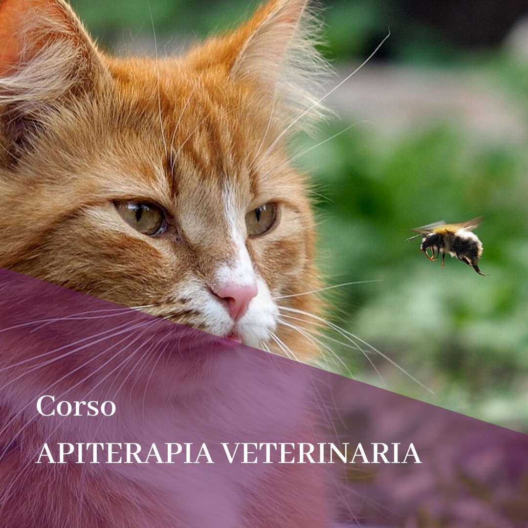 Corso Apiterapia Veterinaria