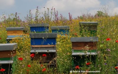 Requisiti dell’apicoltura a supporto dell’apiterapia