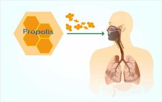 Gli effetti della propoli sulle malattie respiratorie virali