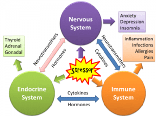 Psiconeuroendocrinoimmunologia e apiterapia: conoscenze e prospettive