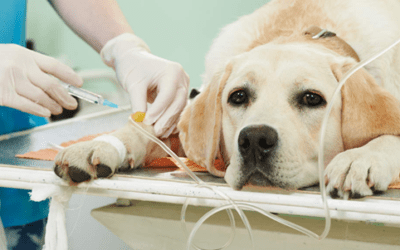 Propoli in medicina veterinaria: approfondimenti