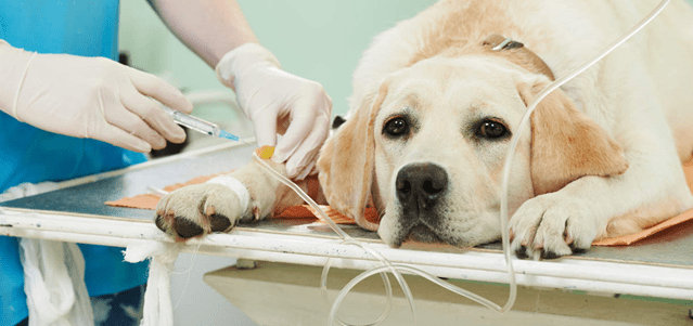 Propoli in medicina veterinaria: approfondimenti